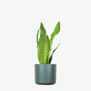 Sansevieria Golden Flame